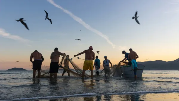 People with fishing nets in water with birds flying overhead.