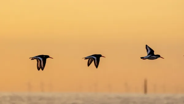 Birds flying over water