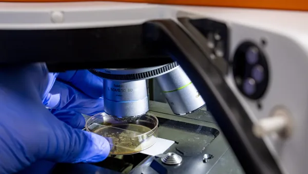 Miscroscope examining bacteria