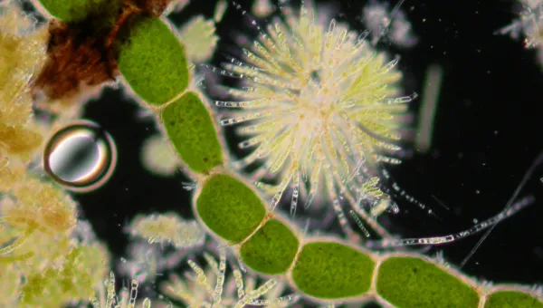 Image showing microscopic cells in colour