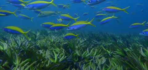 A school of blue and yellow fish swims above a seagrass meadow underwater.