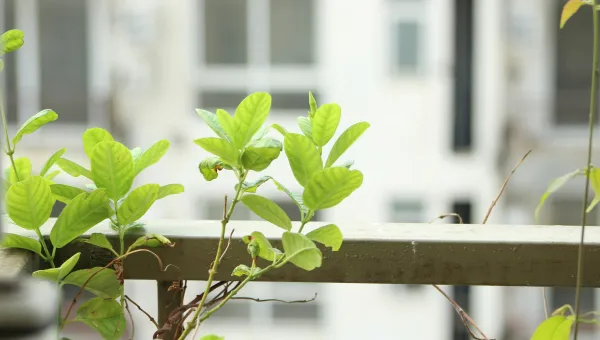 Bright green leaves growing over a metal railing with a blurred building background.