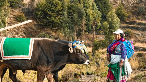 Two people stand in a rural hillside landscape with dry grass and terraced slopes, accompanying a cow fitted with a yoke and carrying equipment. One person holds a long wooden tool while the other stands nearby, both dressed in layered clothing, with trees and rocky terrain in the background.