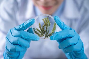 Person holding a fern in a glass orb with blue surgical gloves on