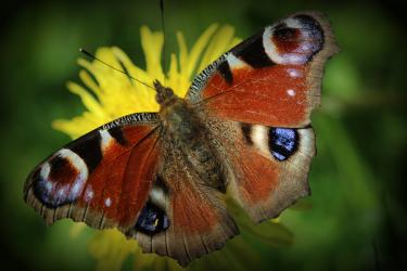 Reddish butterfly on yellow flower surrounded by green.