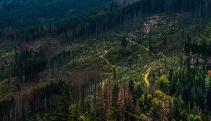 Forest hillside with logging