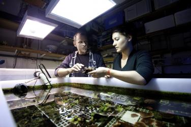 An academic and PhD researcher discussing standing beside an aquarium tank as they examine a specimen from inside.