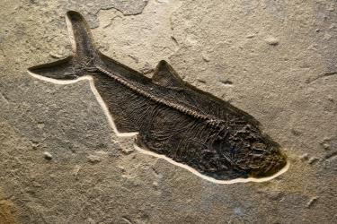 Image of a fish fossil in some dirt. 