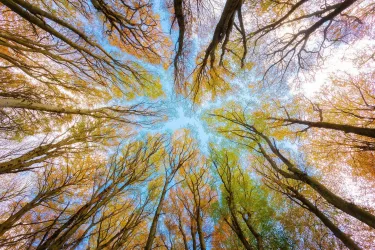 Looking up into tree canopy