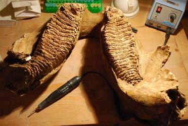 Jaw of a woolley mammoth