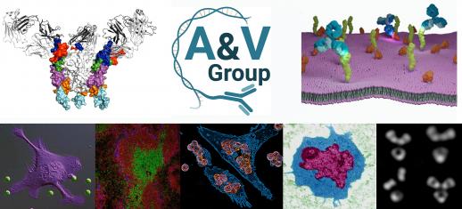 Collage with several pictures of cells antibodies and virus 