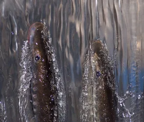 2 Pacific lamprey climbing up through fast flowing water