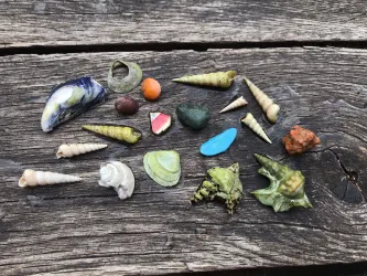 Multicoloured seashells