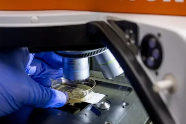 Miscroscope examining bacteria