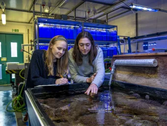 Students examining creatures in an aquarium tank.