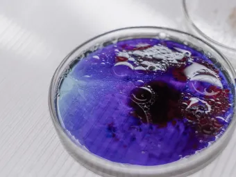 A petri dish.