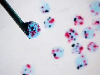 An extreme close-up of the tip of an injection needle, with a drop of nanoclay sitting at the tip.