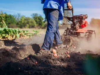 A man harvesting potatoes with a machine