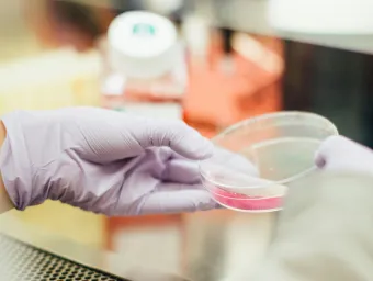 A gloved hand holding a petri dish with a pink solution in a laboratory setting.