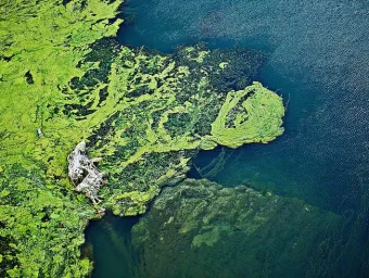 Aerial view of green algae covering part of a water body, with clear blue water visible on the right side of the image.