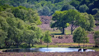 Shot of trees and forest. In the distance horses can be seen drinking from a pond.