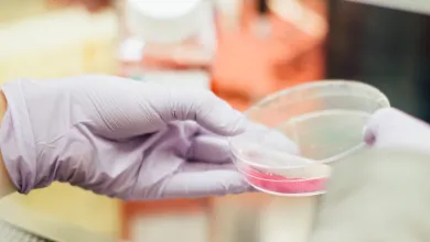 Stock image of a researcher's gloved hand holding a small circular glass container with a pink substance inside.