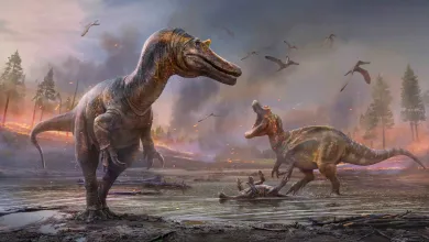 An artist's impression of two bipedal carnivorous dinosaurs fighting over a successful hunt.