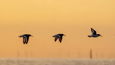 Birds flying over water