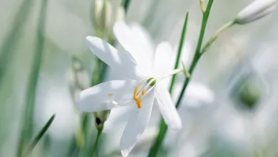 Close-up of a white flower with yellow centre details, surrounded by green stems and leaves.