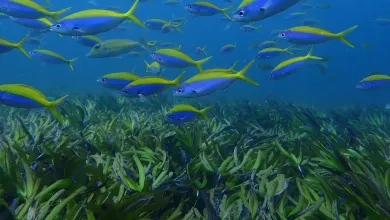 A school of blue and yellow fish swims above a seagrass meadow underwater.
