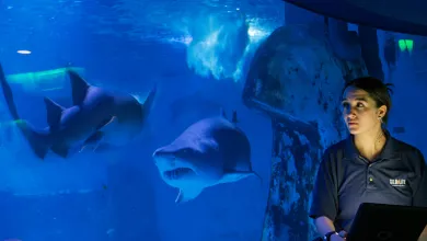 A marine biology student with a tablet observing sharks in a large aquarium tank.