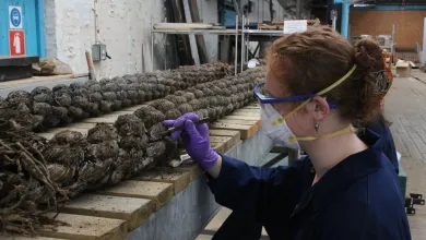 BA Ancient History and History student, Joanna working on the Mary Rose