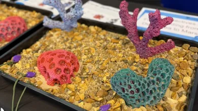 A model of coral on a table