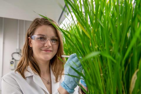 A student in lab coat and protective glasses collects a scientific sample from a large, green grass-like plant.