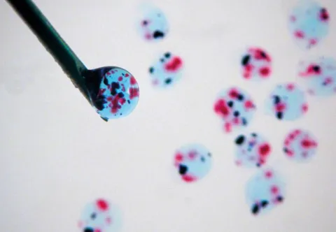 An extreme close-up of the tip of an injection needle, with a drop of nanoclay sitting at the tip.