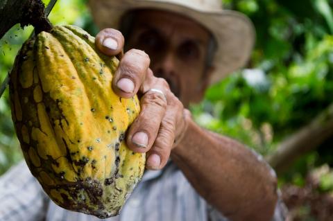 Person picking cocoa plant in forest