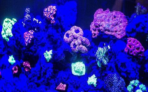 Fluorescent coral display