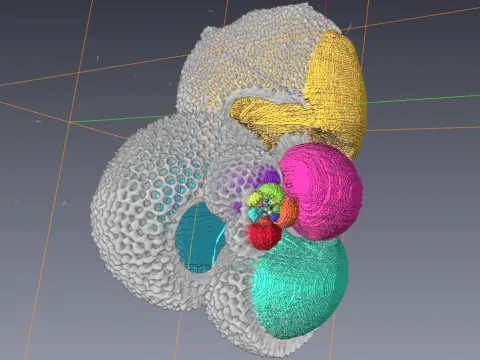 Imaging foraminifera 