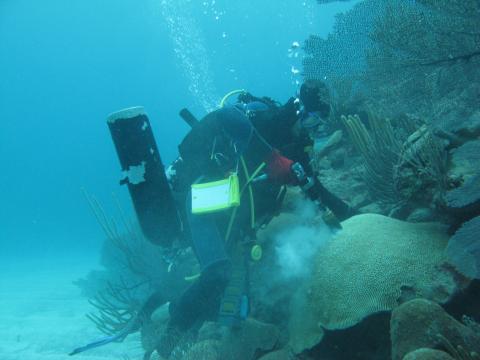 Scuba diver taking coral samples