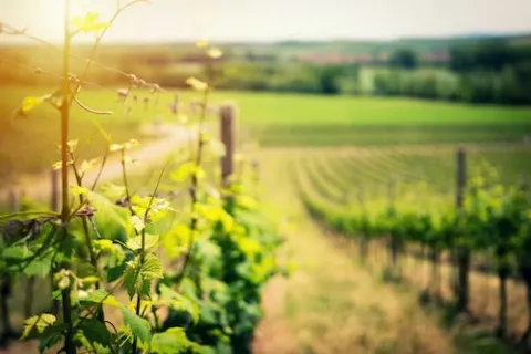 vineyard on a hillside