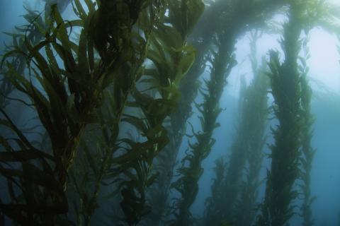 Underwater kelp forest