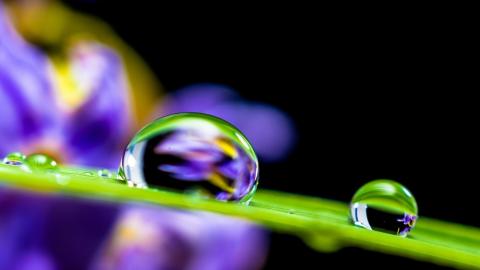 close up of 2 drops of water on a stem