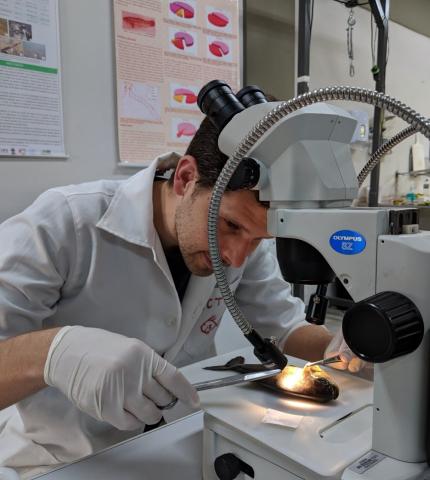 Researcher looking at a fish under a microscope
