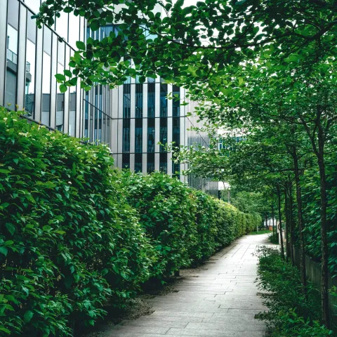 A clean urban environment with lush plants bordering a cement walkway.