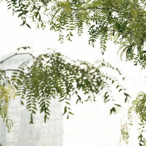 Green leaves in focus against a blurred building.