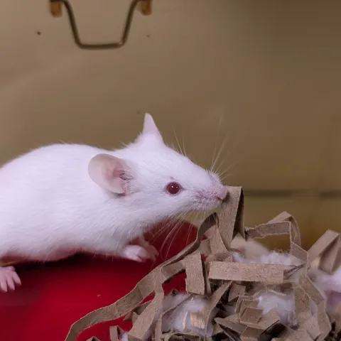 White lab mice on a red surface with shredded cardboard and fluff.