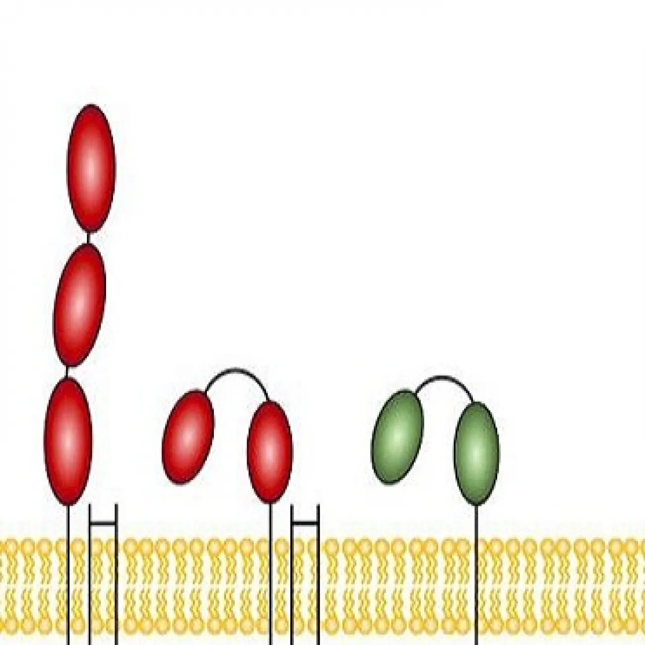 Colour drawing of Fc Receptor Antibody