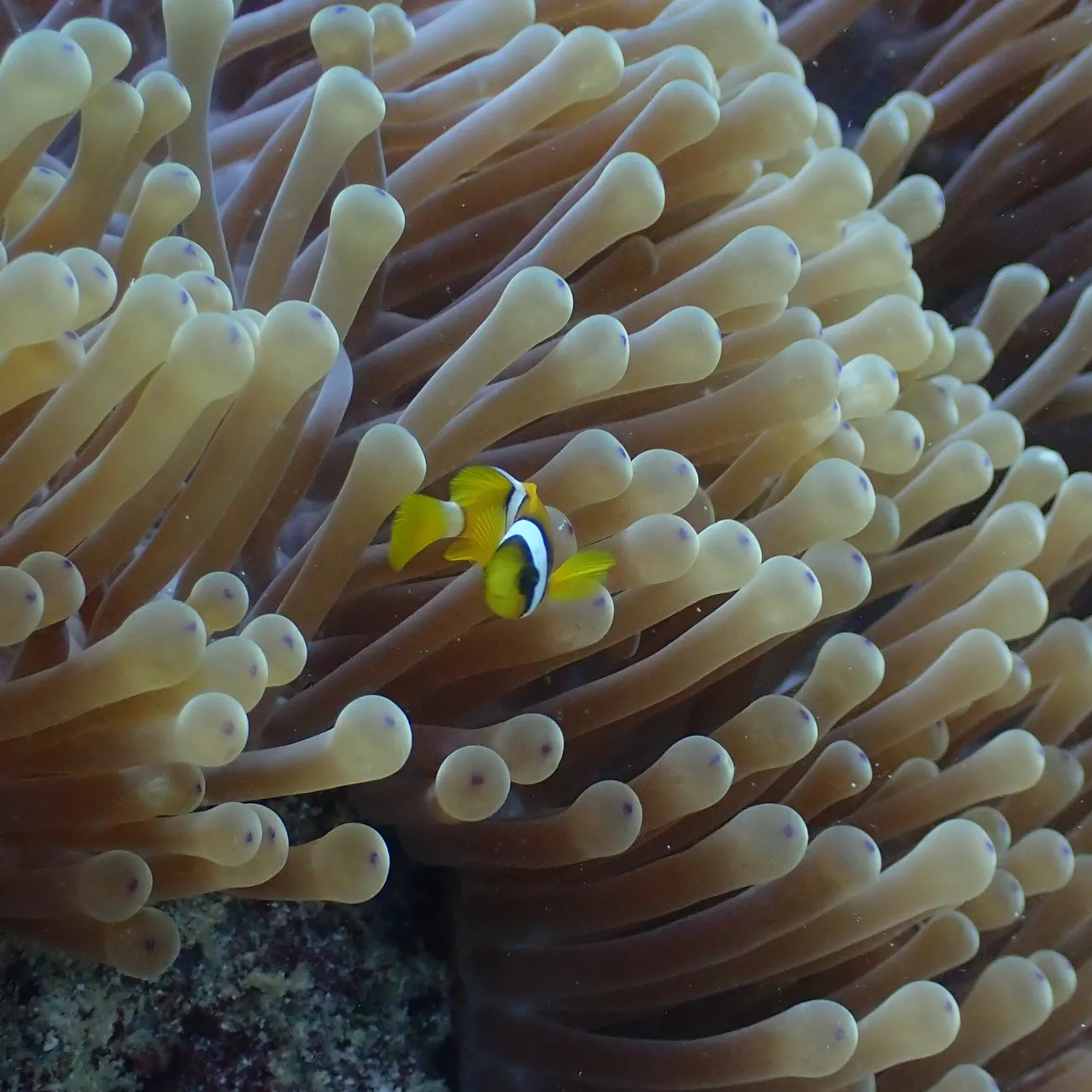 Clownfish swimming in a coral reef.