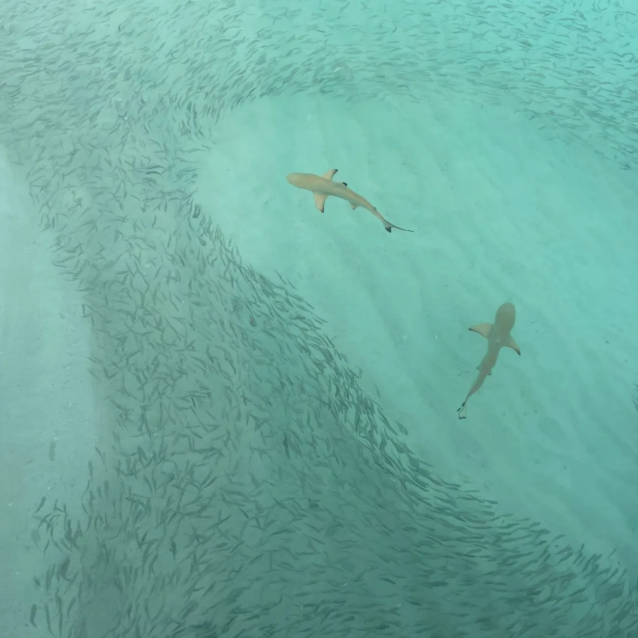 Two sharks swim through a swirling school of small fish in clear shallow ocean water.