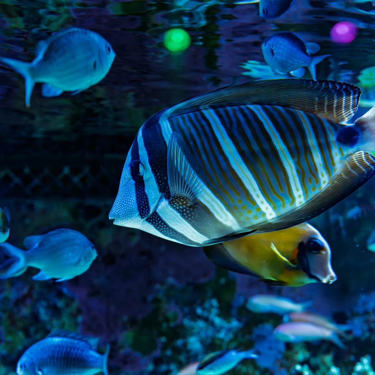 Striped tropical reef fish swimming in a blue-lit aquarium tank with other small fish.